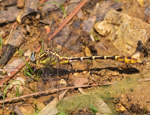 Female
2011_06_19_Floyd